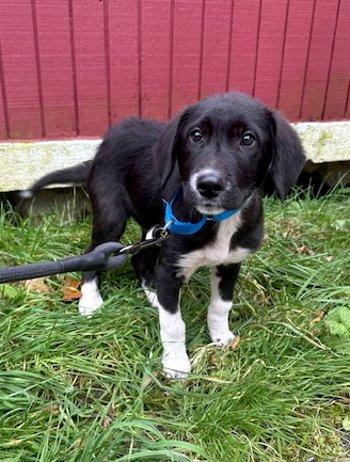 Hatchi, Adoptable, Puppy Male Great Pyrenees & Labrador Retriever.