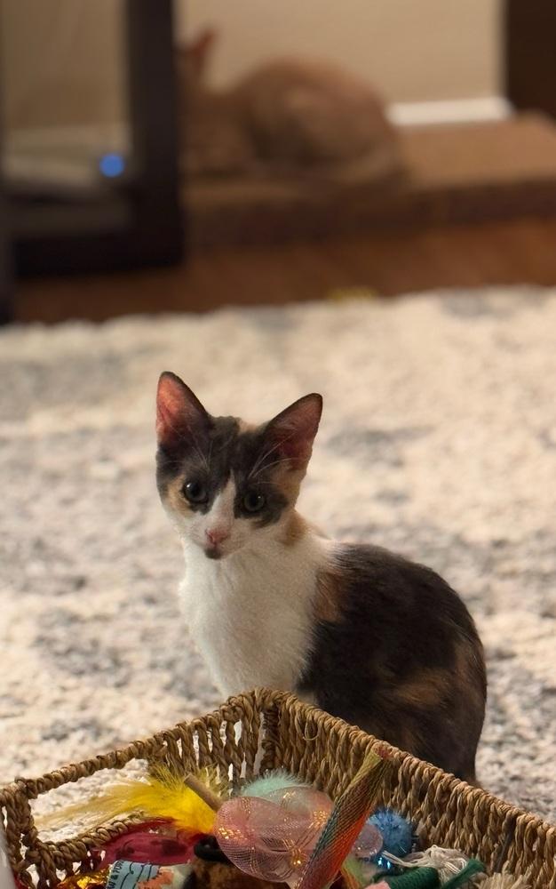 Cali — thumbnail 2