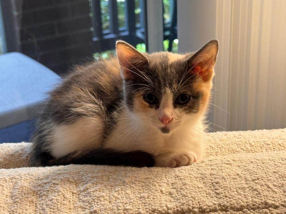 Cali — thumbnail 3