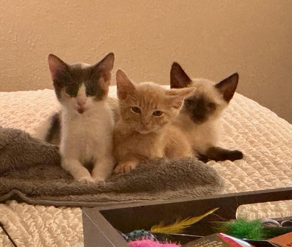 Cali — thumbnail 4