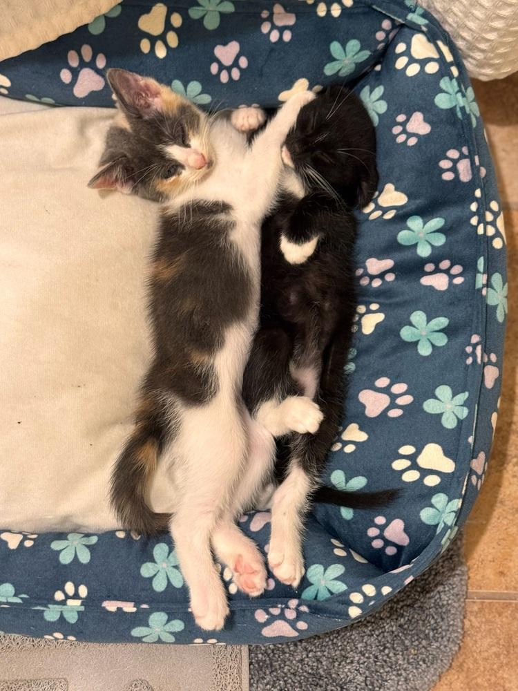 Cali — thumbnail 6