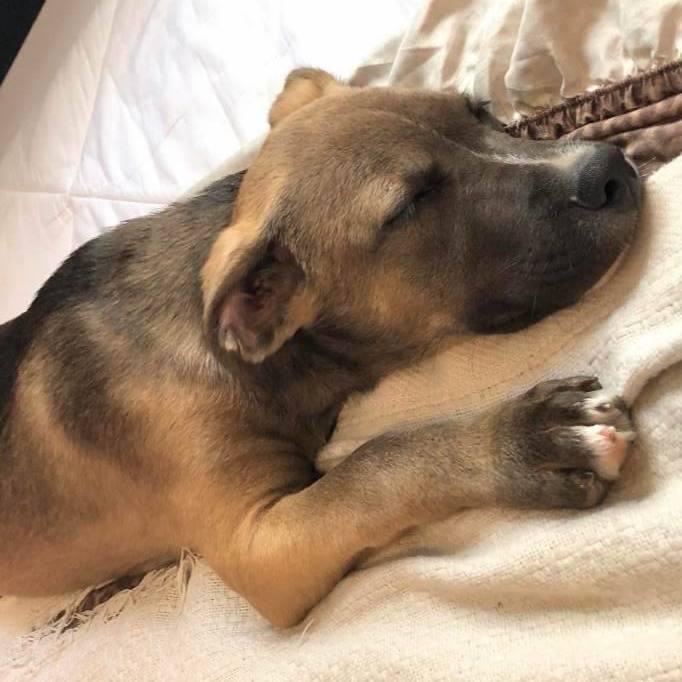 Ares, a Adopted mixed breed image 1/12