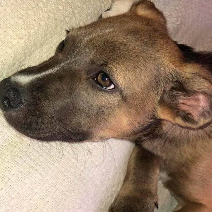 Ares, a Adopted mixed breed image 2/12