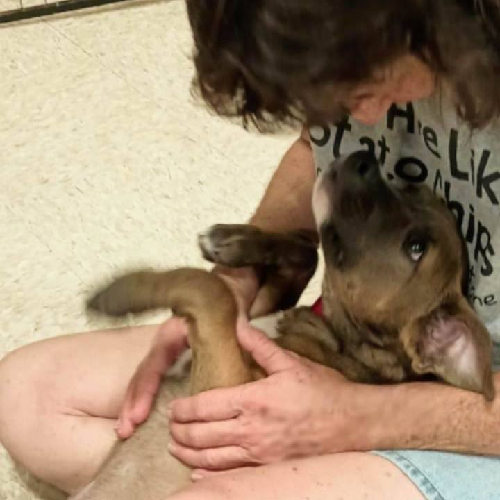 Ares, a Adopted mixed breed image 3/12