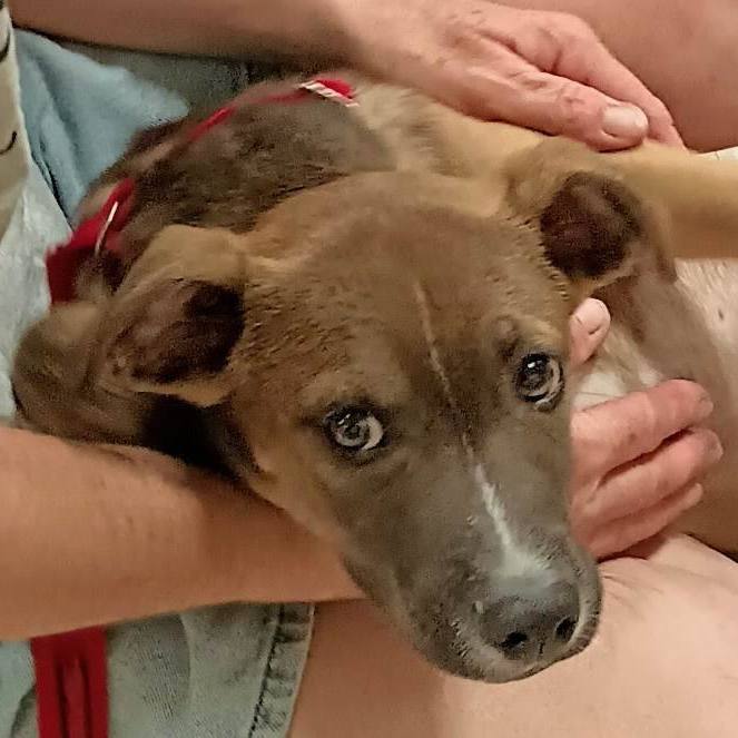 Ares, a Adopted mixed breed image 4/12