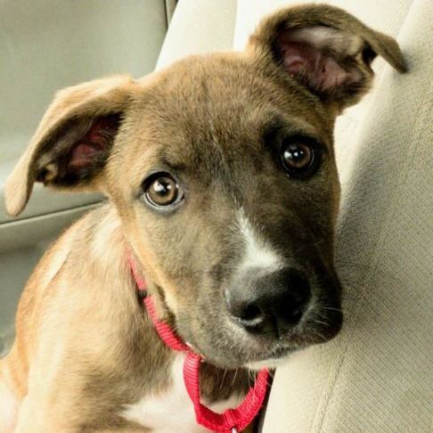 Ares, a Adopted mixed breed image 5/12