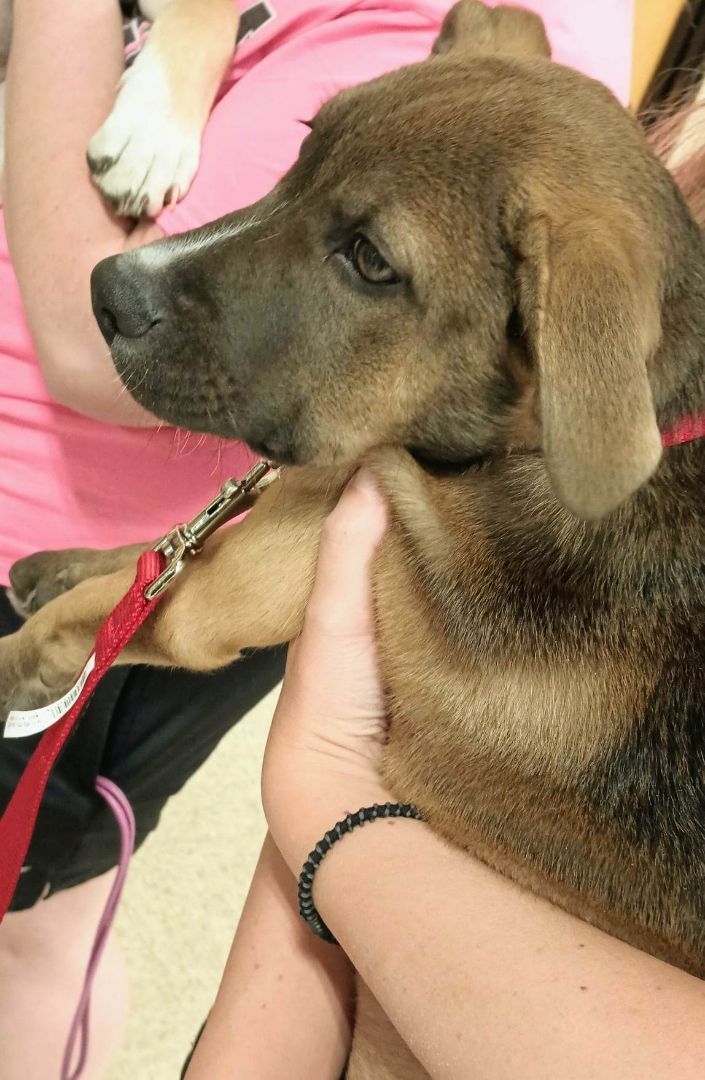 Ares, a Adopted mixed breed image 6/12