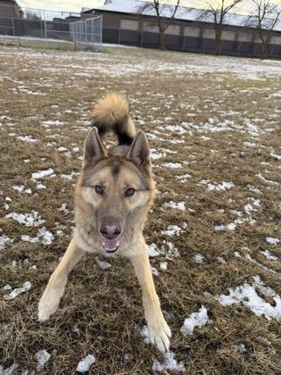 Enlarge Ace, a Adoptable mixed breed in Yakima, WA image 1/3