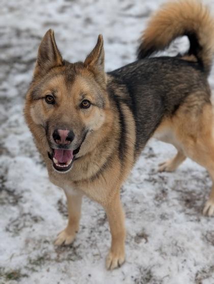 Enlarge Ace, a Adoptable mixed breed in Yakima, WA image 2/3