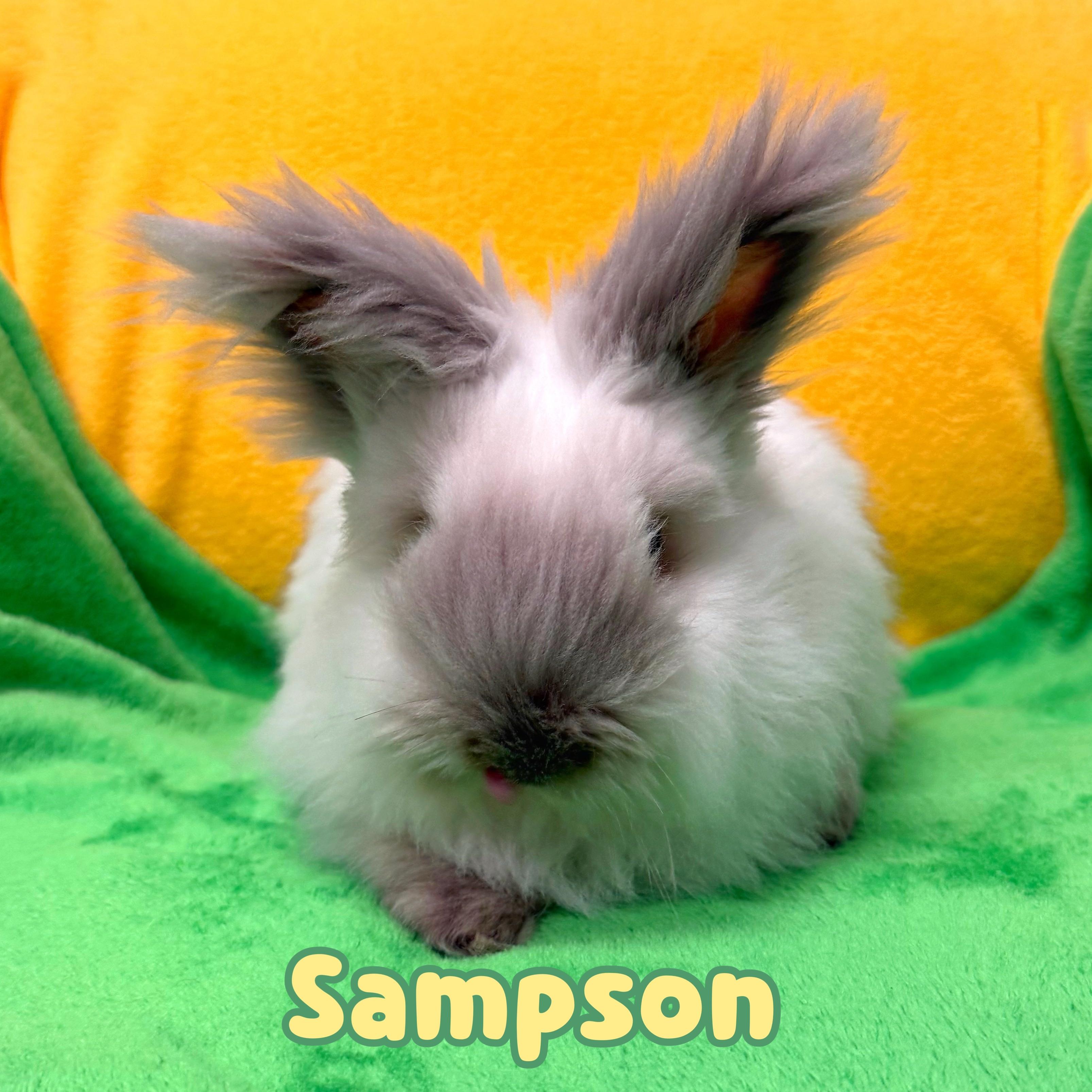 Enlarge Sampson (bonded with BunBun), an adopted Lionhead in Roseville, CA image 2/4