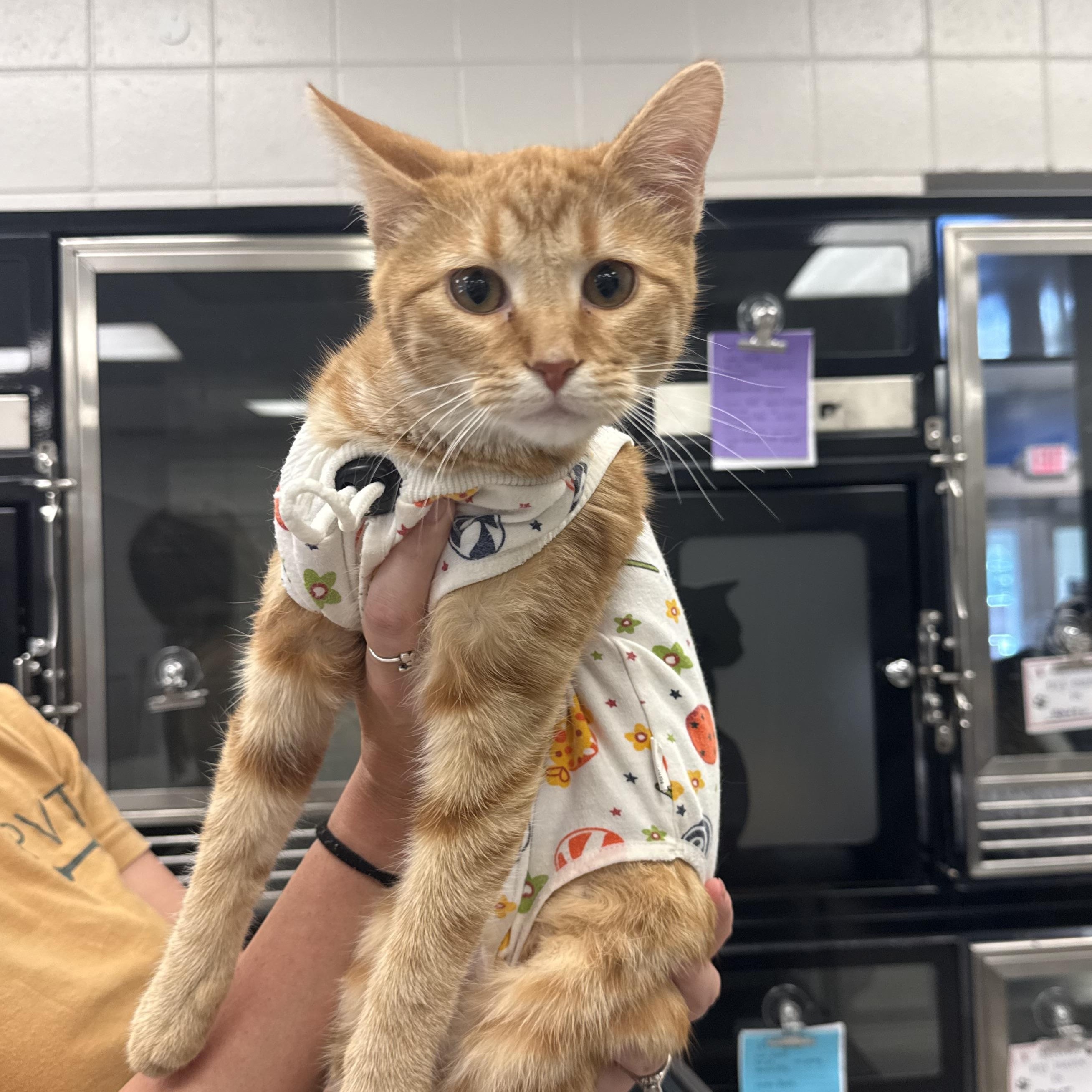 Enlarge Nala, a Adoptable Domestic Short Hair in Kearney, NE image 1/1