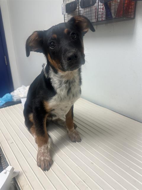 Enlarge Matt -- URGENT!, a ADOPTABLE mixed breed in Thousand Oaks, CA image 2/2