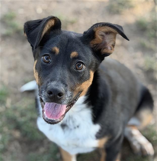 Enlarge Matt -- URGENT!, a ADOPTABLE mixed breed in Thousand Oaks, CA image 1/2