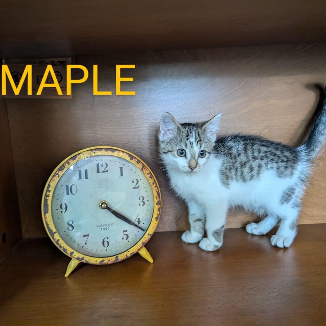 Maple