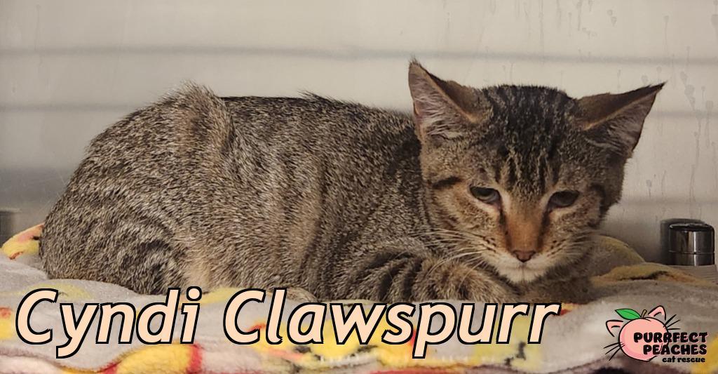 Cyndi Clawspurr, Adoptable, Kitten Female Domestic Short Hair.
