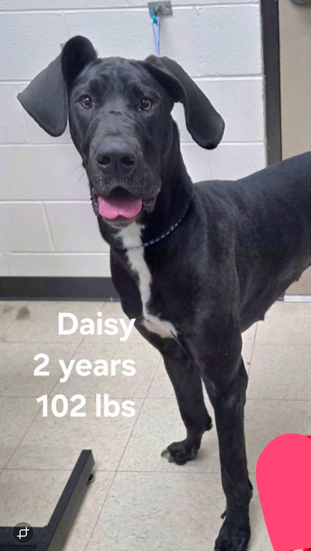 Daisy, Adoptable, Young Female Great Dane.