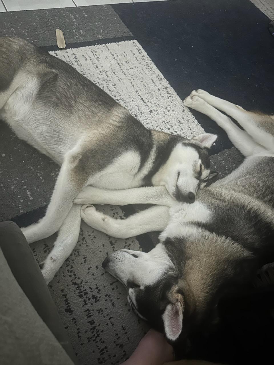 Enlarge Dakota, a Adopted Siberian Husky in Gainesville, FL image 2/5