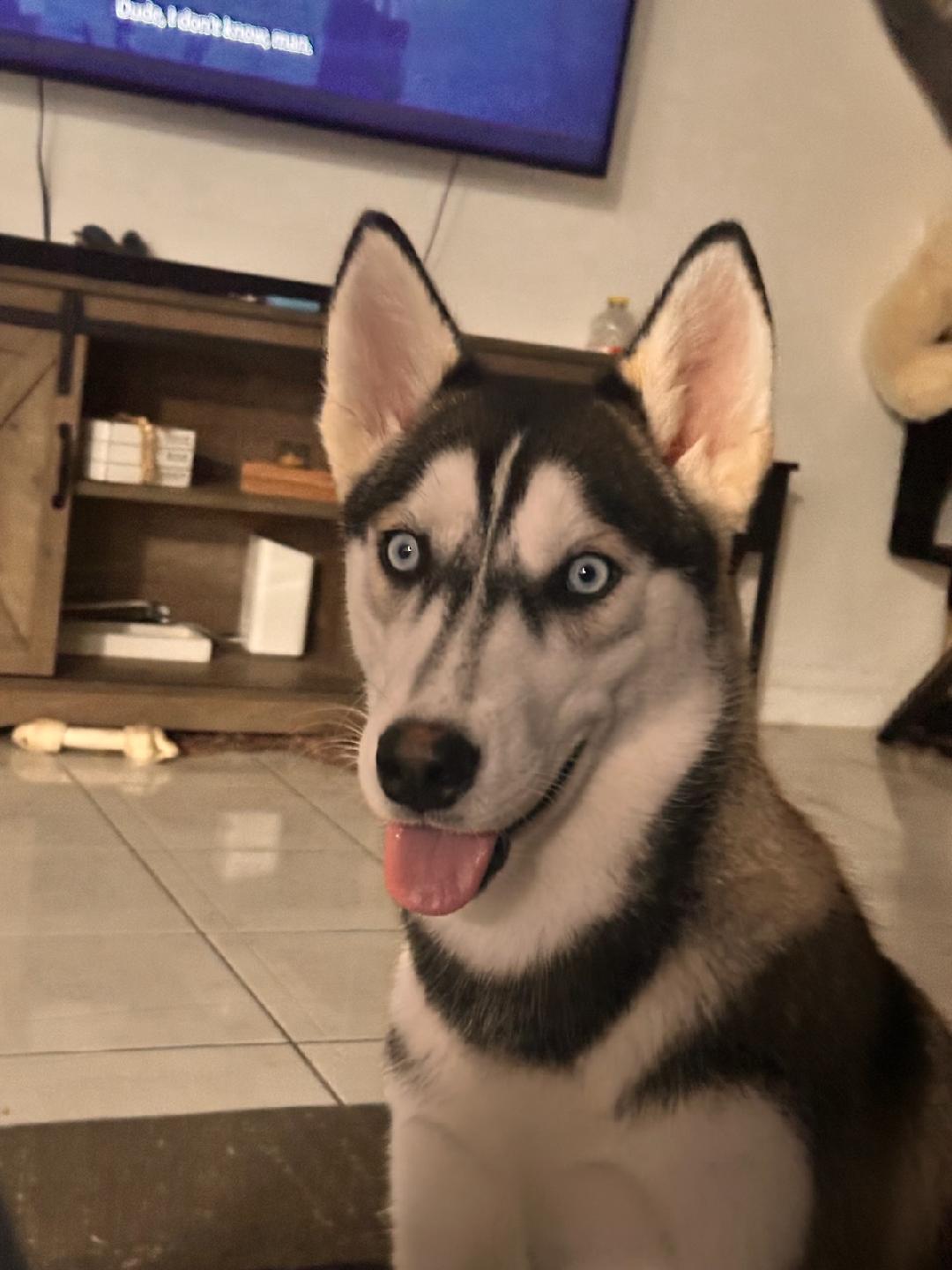 Enlarge Dakota, a Adopted Siberian Husky in Gainesville, FL image 3/5