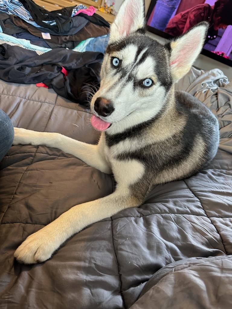 Enlarge Dakota, a Adopted Siberian Husky in Gainesville, FL image 4/5
