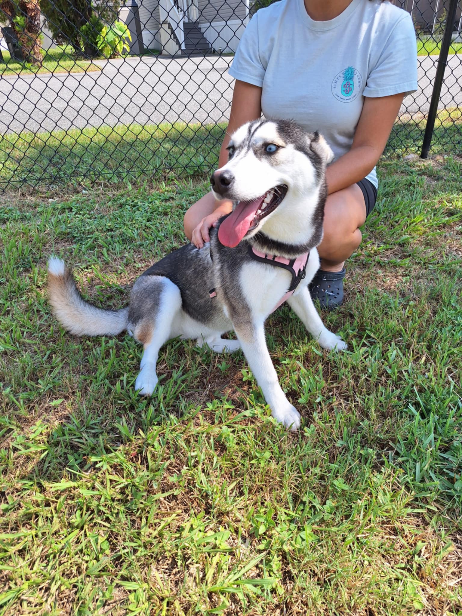 Dakota, Adopted, Young Female Siberian Husky.