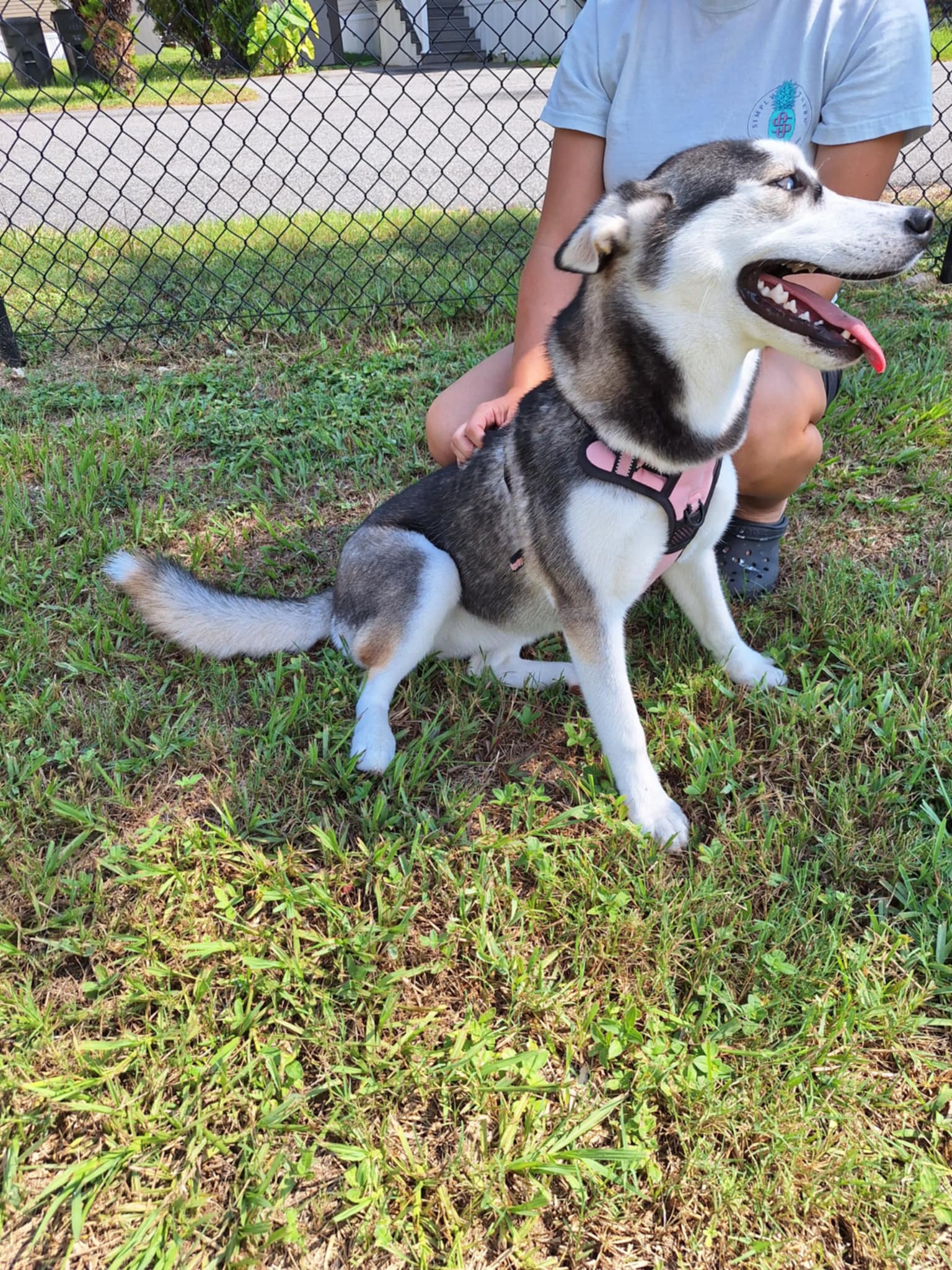 Enlarge Dakota, a Adopted Siberian Husky in Gainesville, FL image 5/5