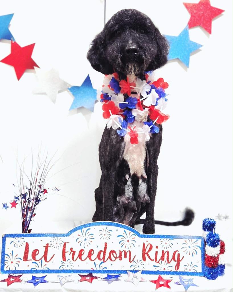 Chappal, ADOPTABLE, Adult Female Poodle.