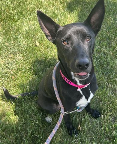 Enlarge PLAY-DOH, a Adoptable mixed breed in Dayton, OH image 1/1