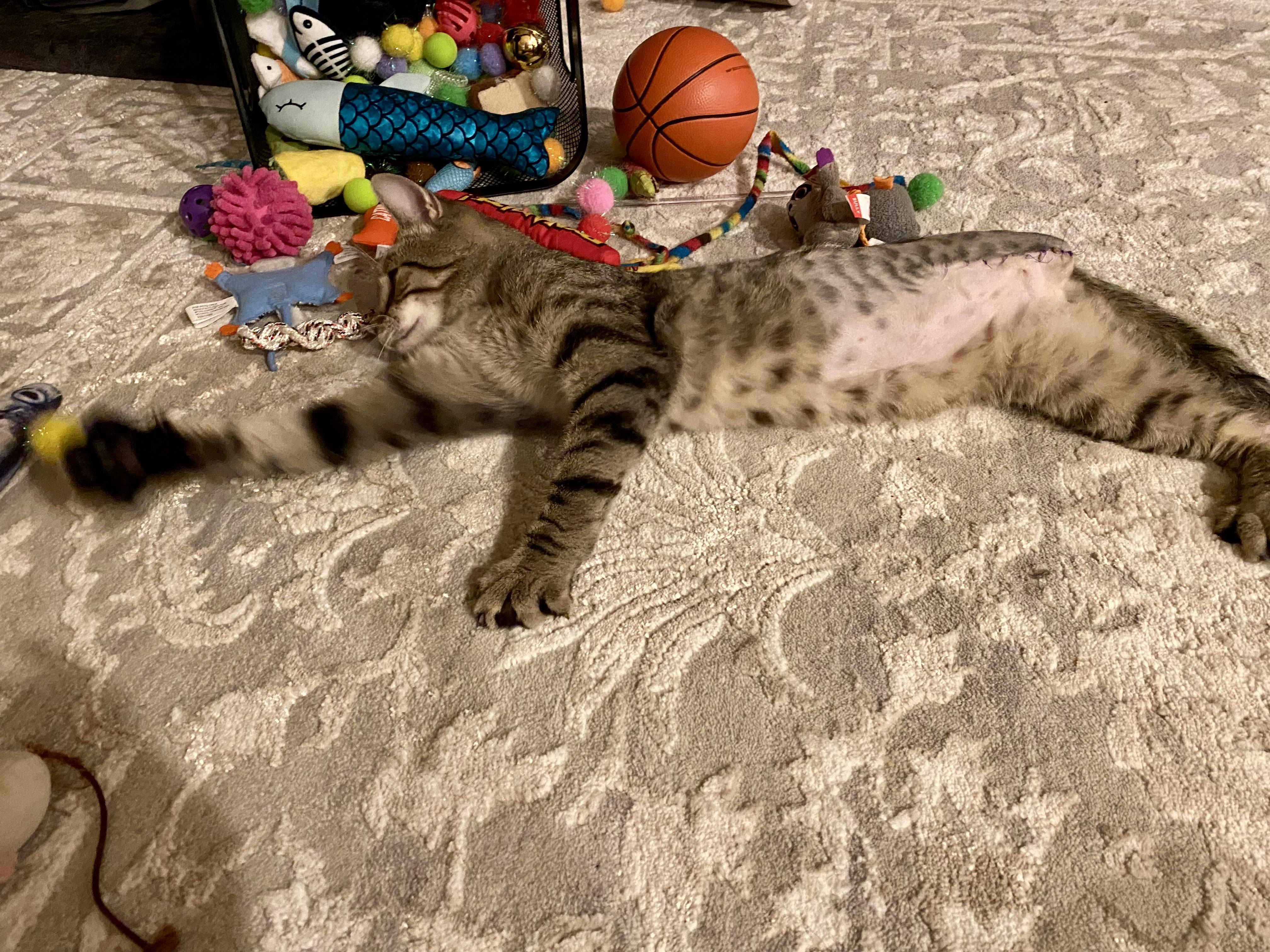 Meowdy Pawtner