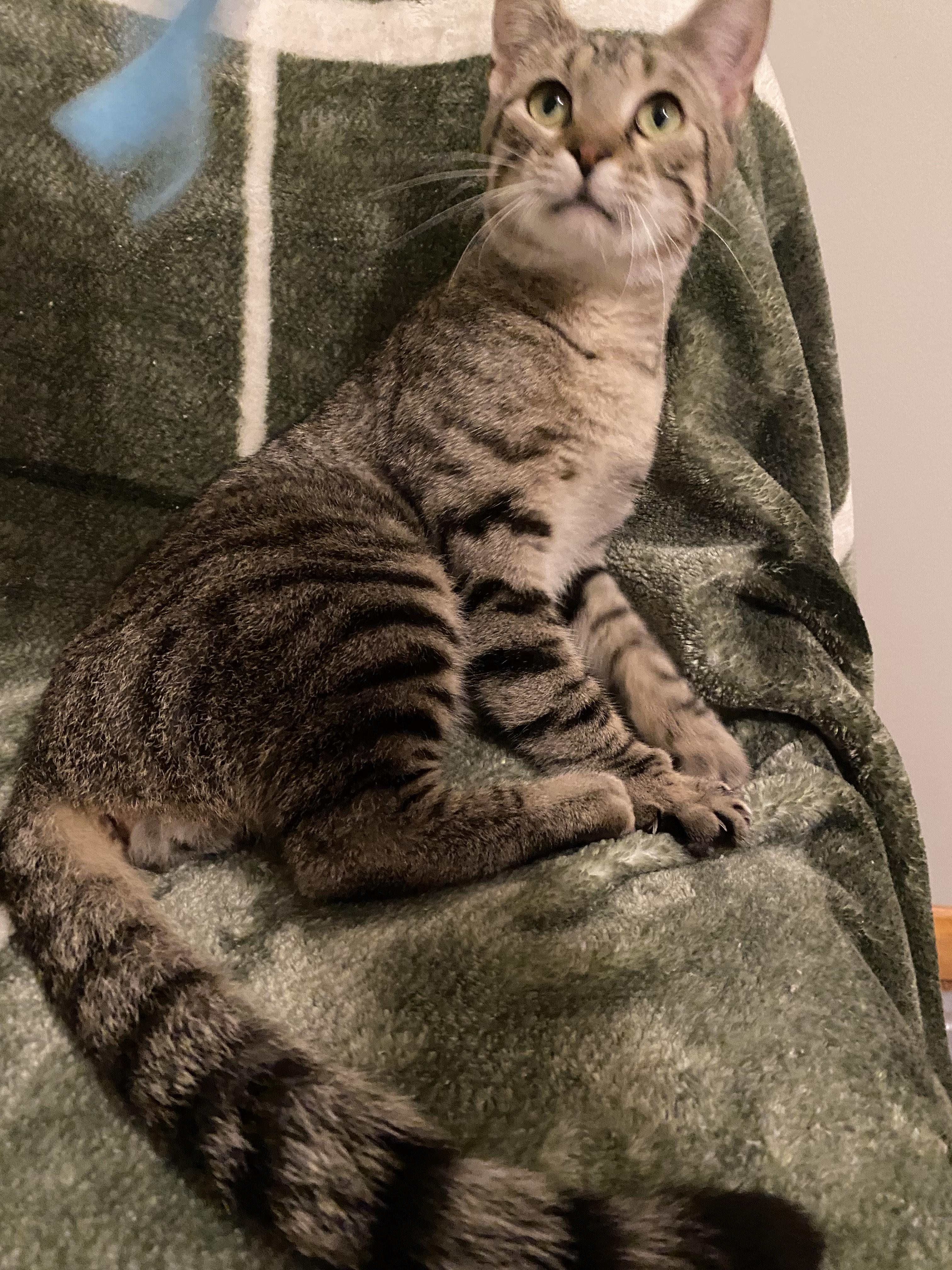 Meowdy Pawtner