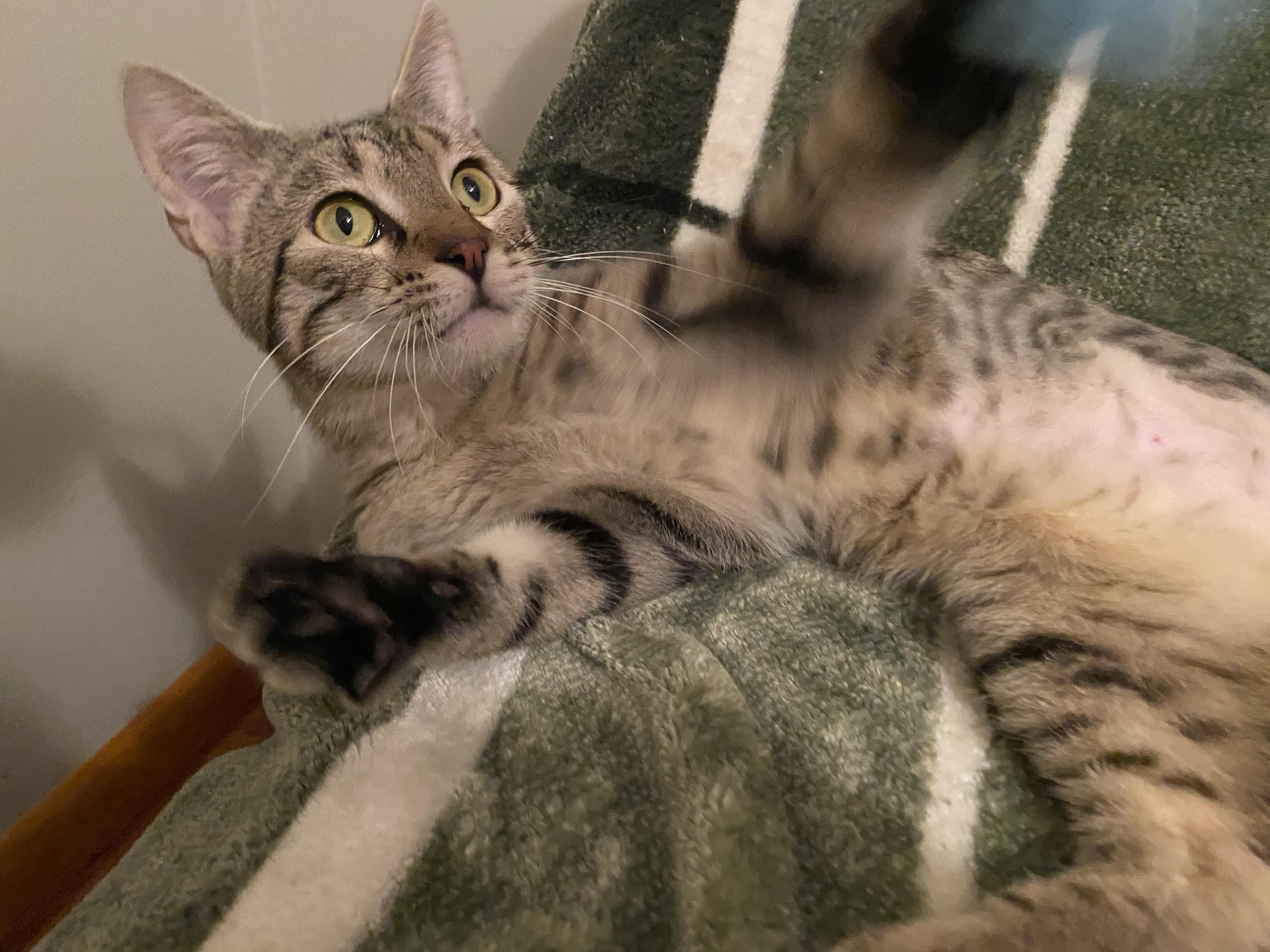 Meowdy Pawtner