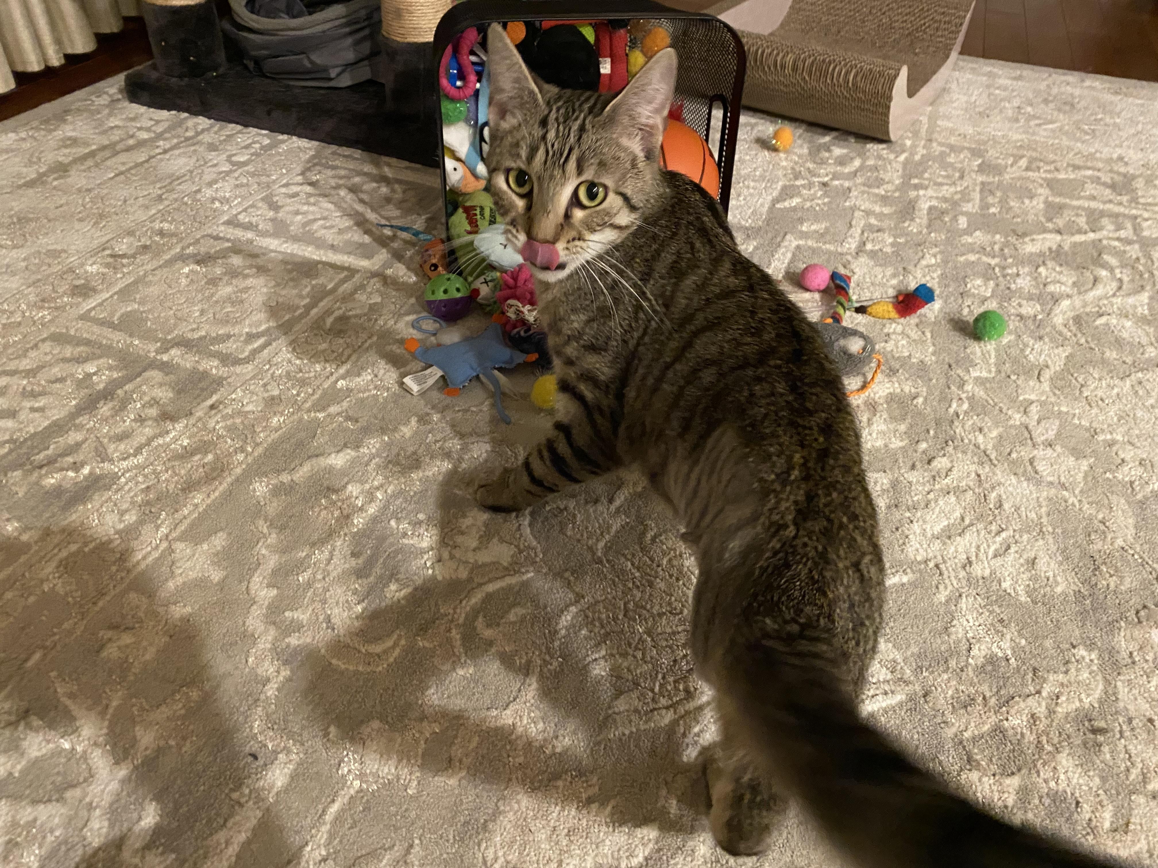Meowdy Pawtner