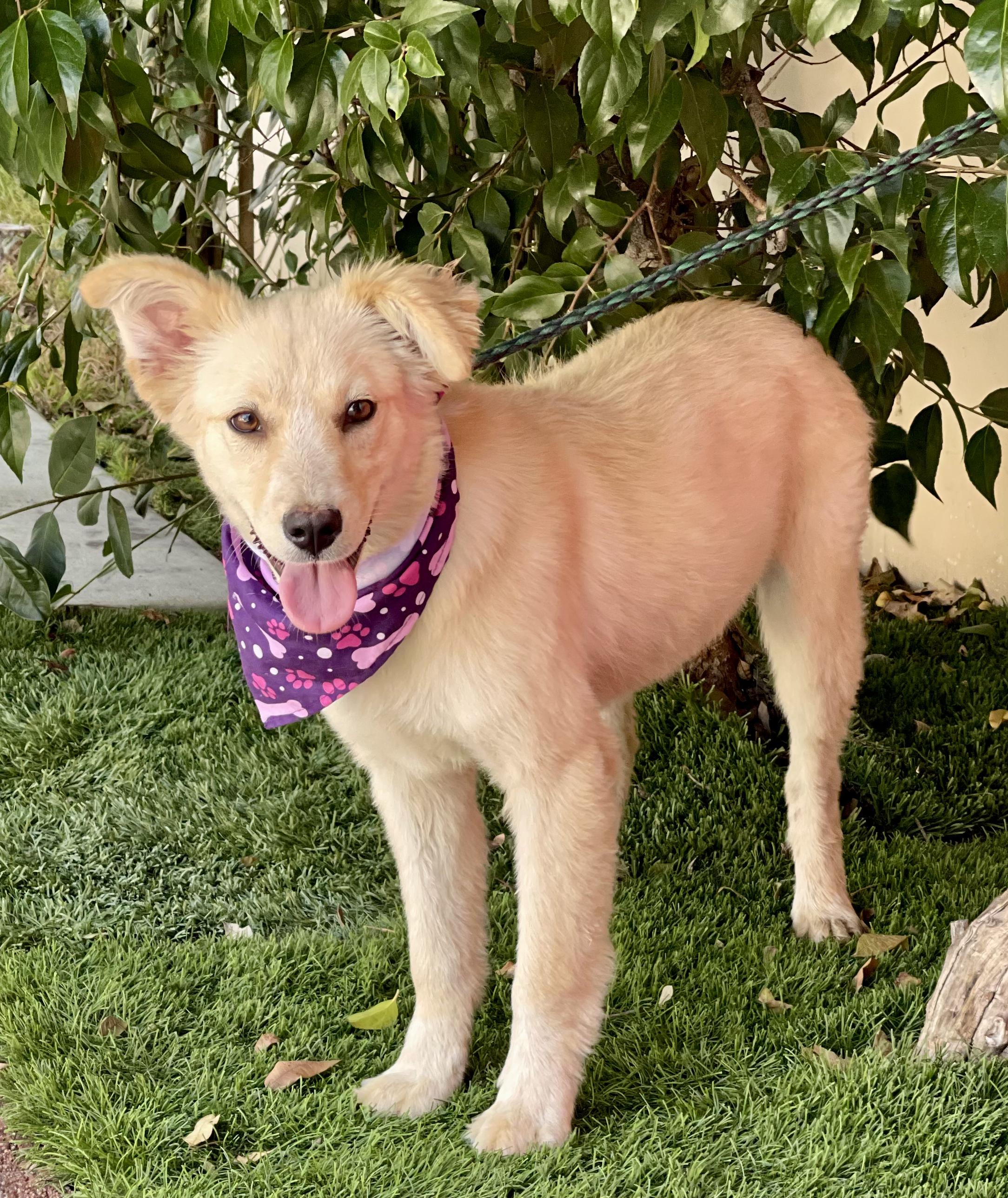 PEARL, an adopted mixed breed in Rowland Heights, CA image 2/4