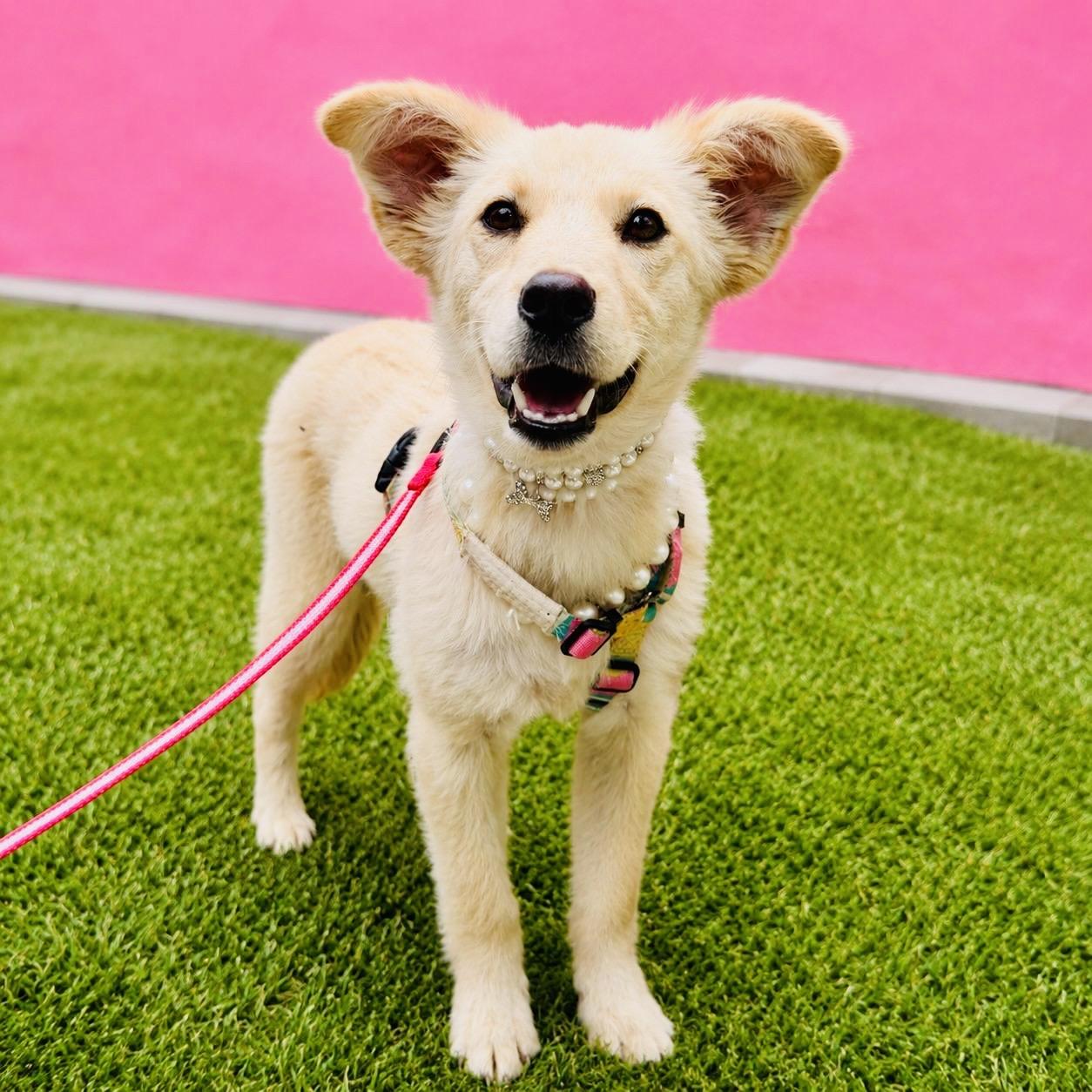 PEARL, an adopted mixed breed in Rowland Heights, CA image 4/4