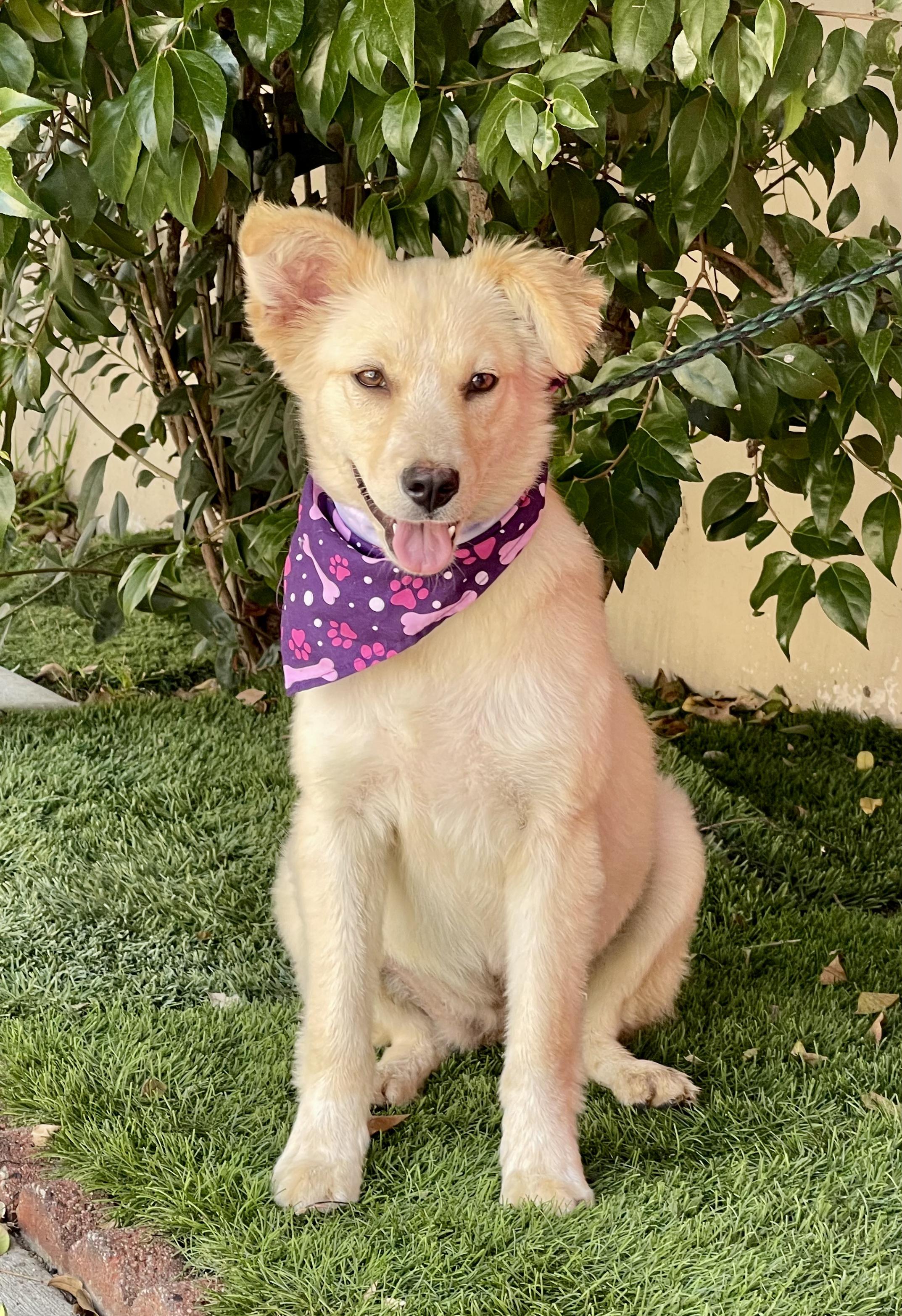 PEARL, adopted, Puppy Female Border Collie & Golden Retriever.