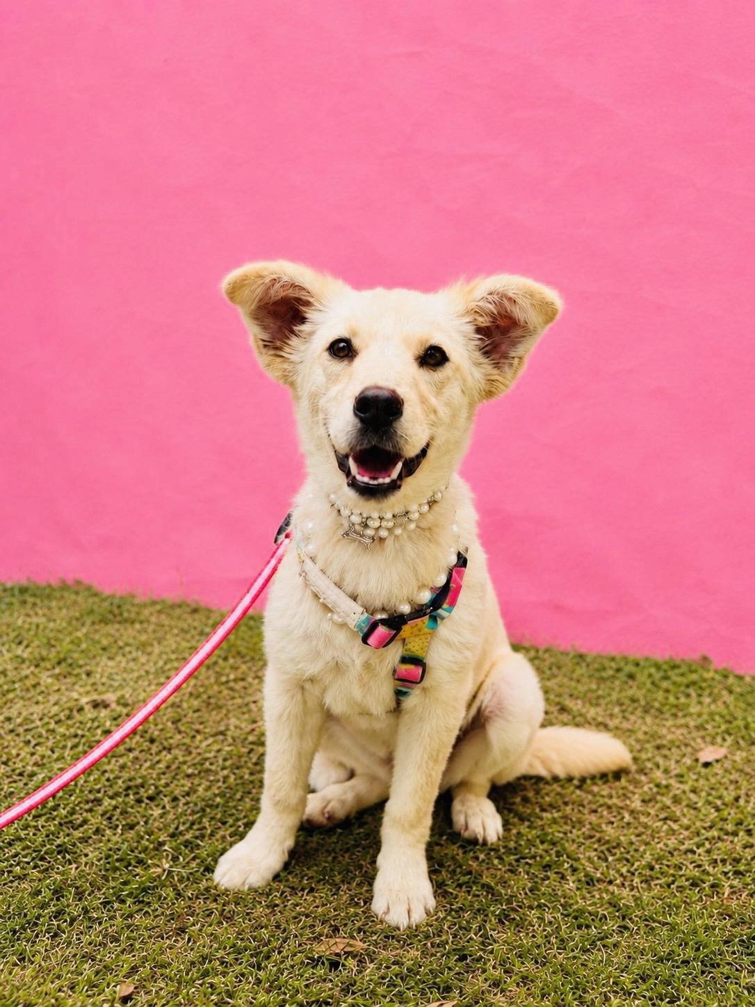 PEARL, an adopted mixed breed in Rowland Heights, CA image 3/4