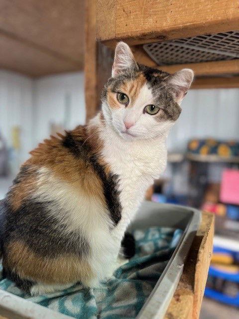 Gravity, Adoptable, Adult Female Calico & Domestic Short Hair.