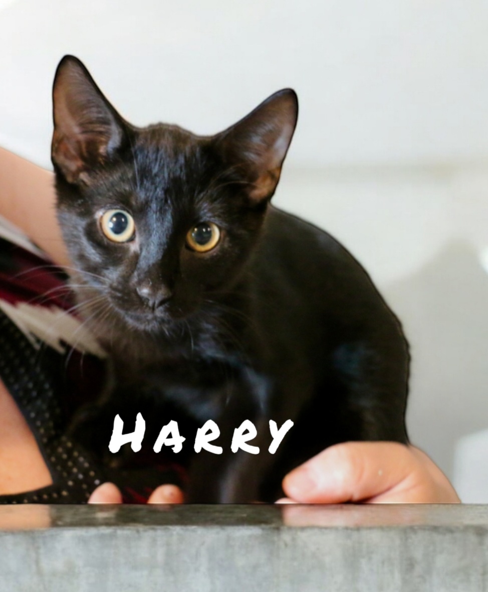 Harry, Adopted, Kitten Male Domestic Short Hair.