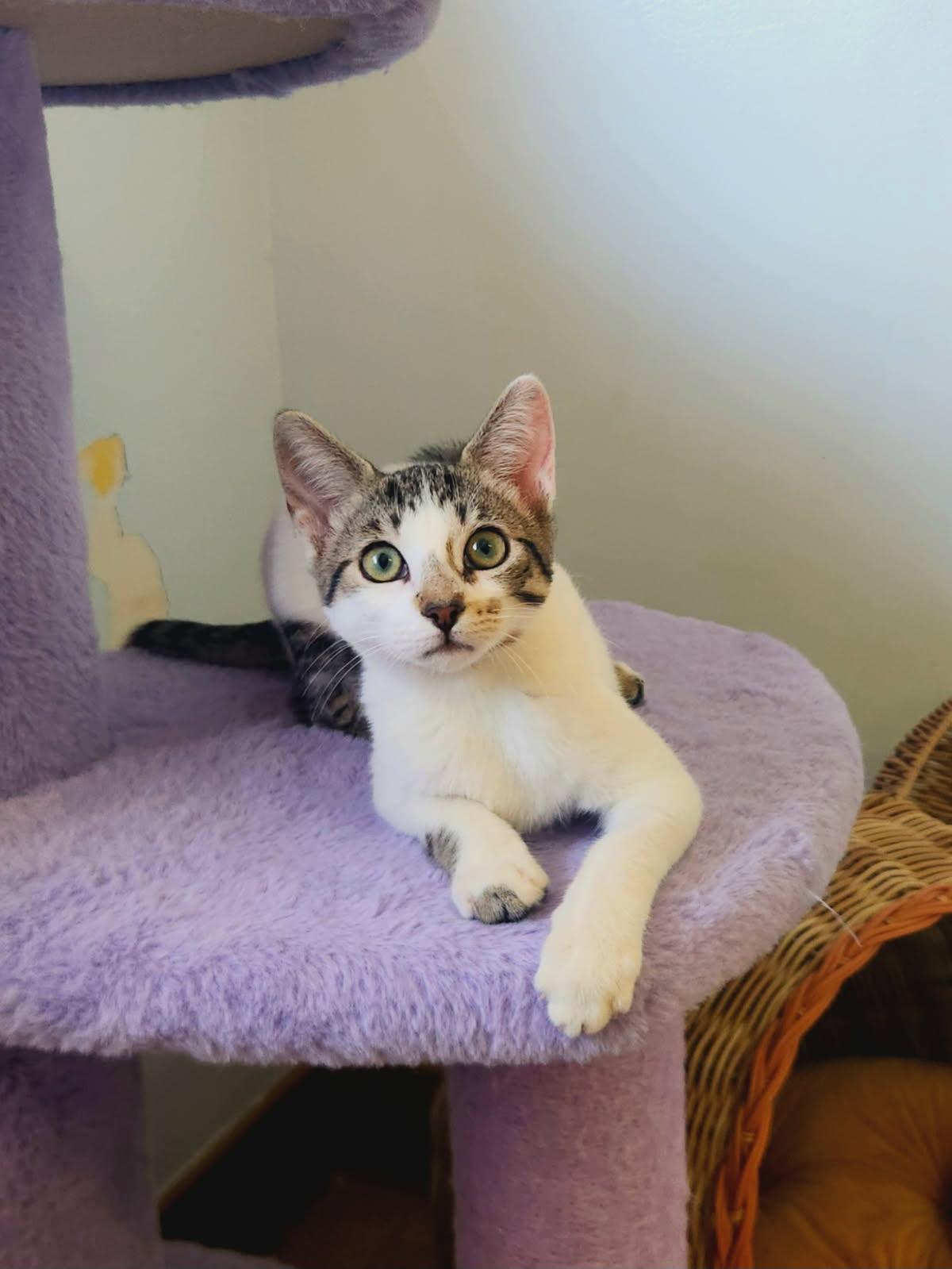 Drusilla, Adopted, Kitten Female Domestic Short Hair.