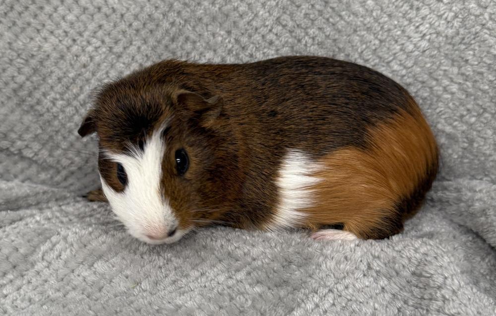 Barker, Adoptable, Adult Male Guinea Pig.