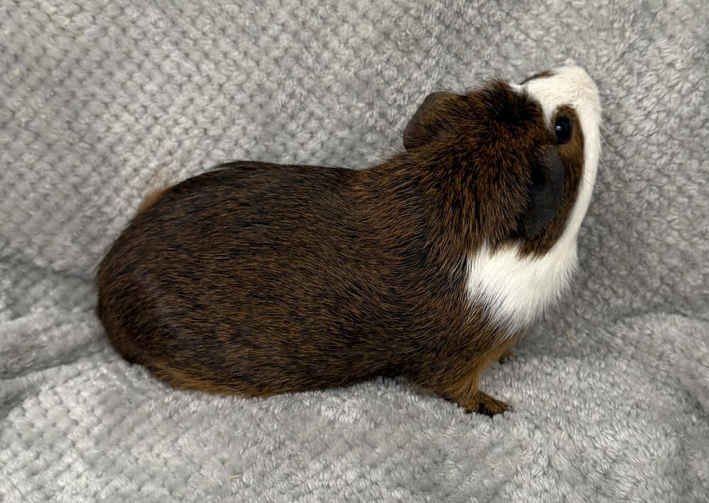 Enlarge Barker, a Adoptable Guinea Pig in San Diego, CA image 2/2