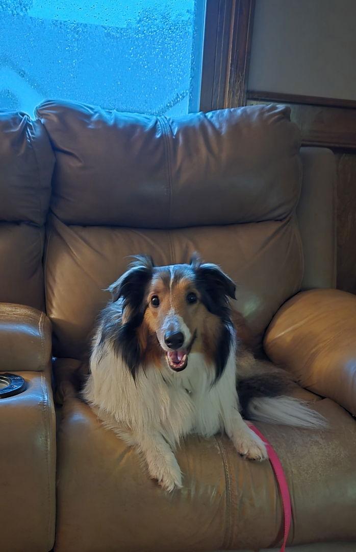 Whitney, Adopted, Adult Female Shetland Sheepdog / Sheltie.