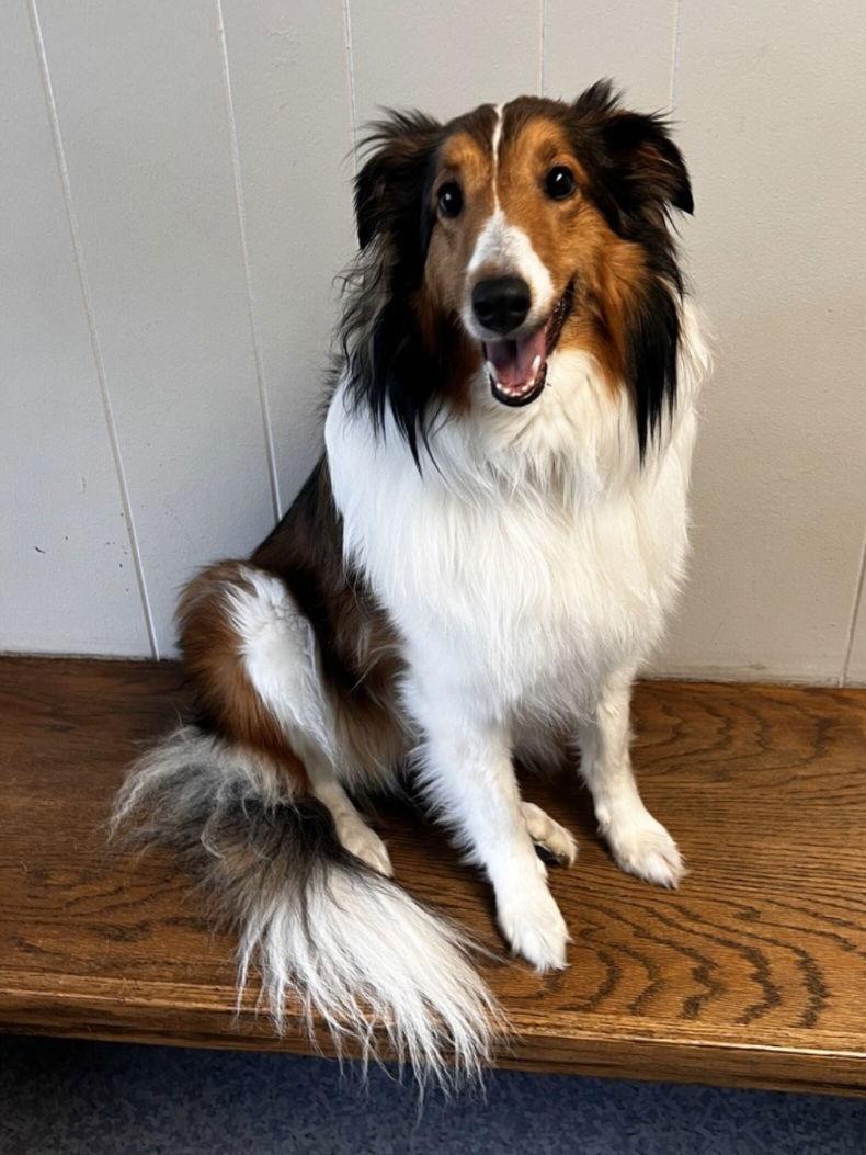 Whitney, a Adopted Shetland Sheepdog / Sheltie in Mission, KS image 2/3