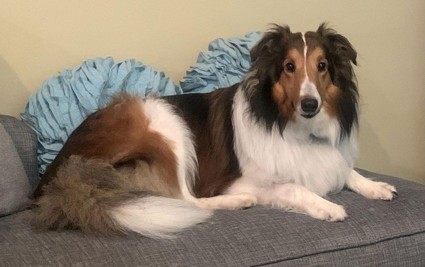Whitney, a Adopted Shetland Sheepdog / Sheltie in Mission, KS image 3/3