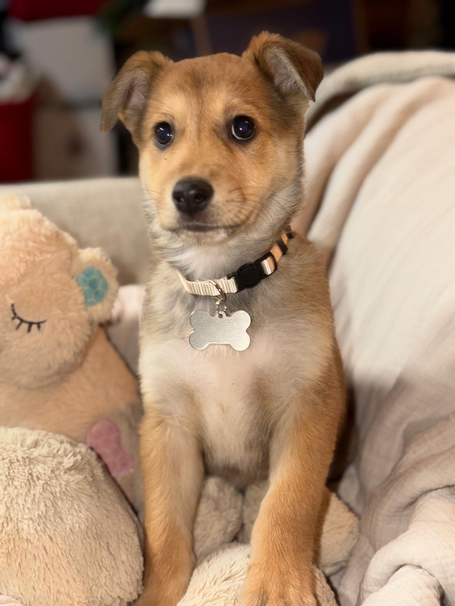 Enlarge Sammie jo, a Adopted mixed breed in merrillville, IN image 1/5