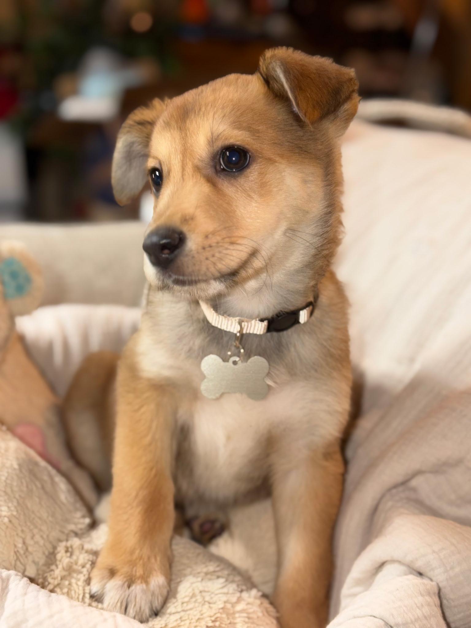 Enlarge Sammie jo, a Adopted mixed breed in merrillville, IN image 2/5