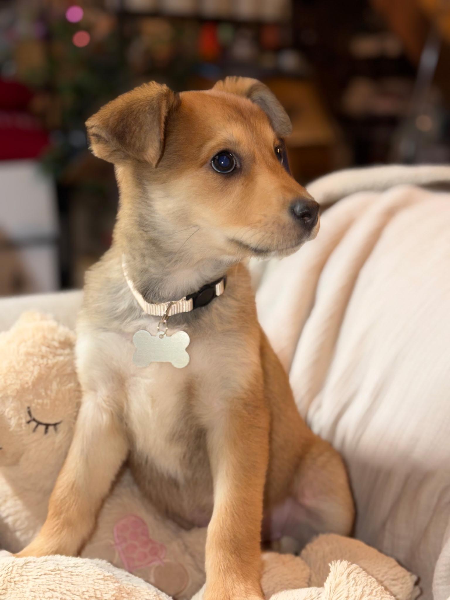 Enlarge Sammie jo, a Adopted mixed breed in merrillville, IN image 3/5