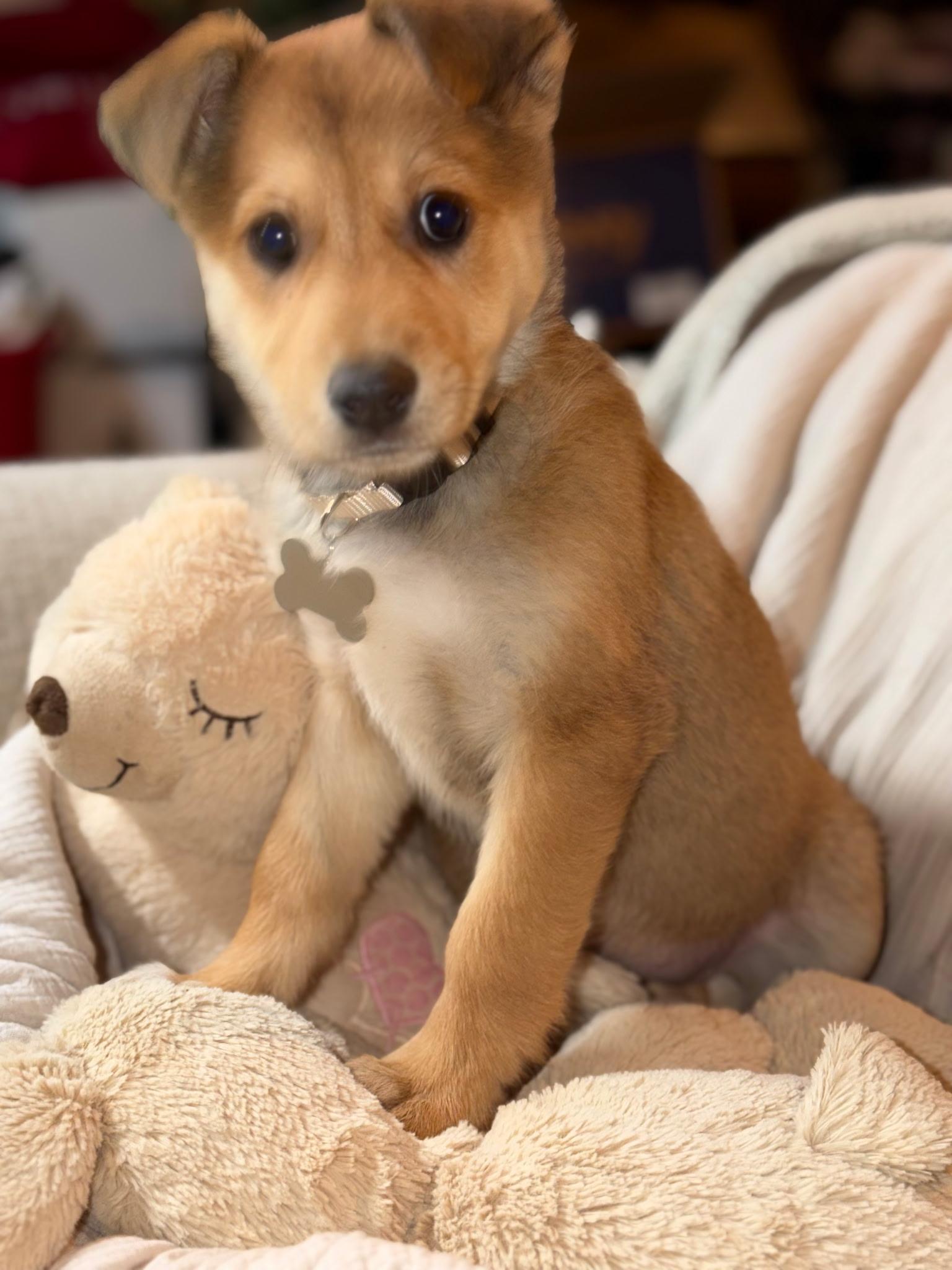 Enlarge Sammie jo, a Adopted mixed breed in merrillville, IN image 4/5