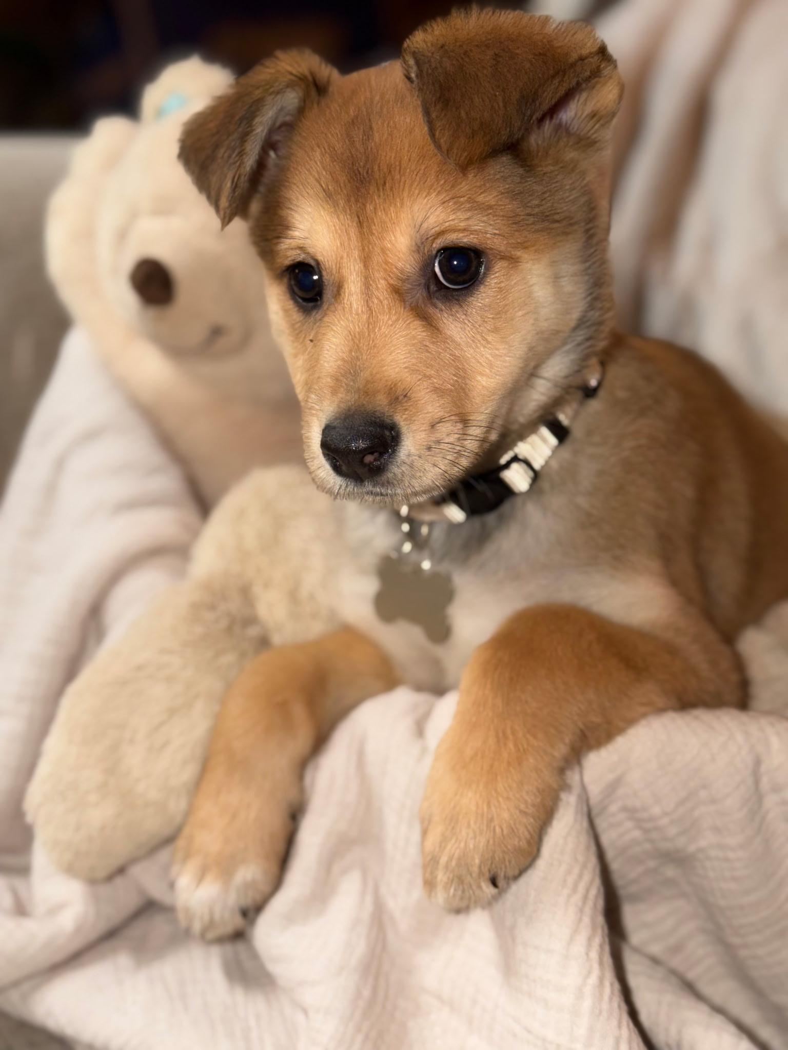 Enlarge Sammie jo, a Adopted mixed breed in merrillville, IN image 5/5