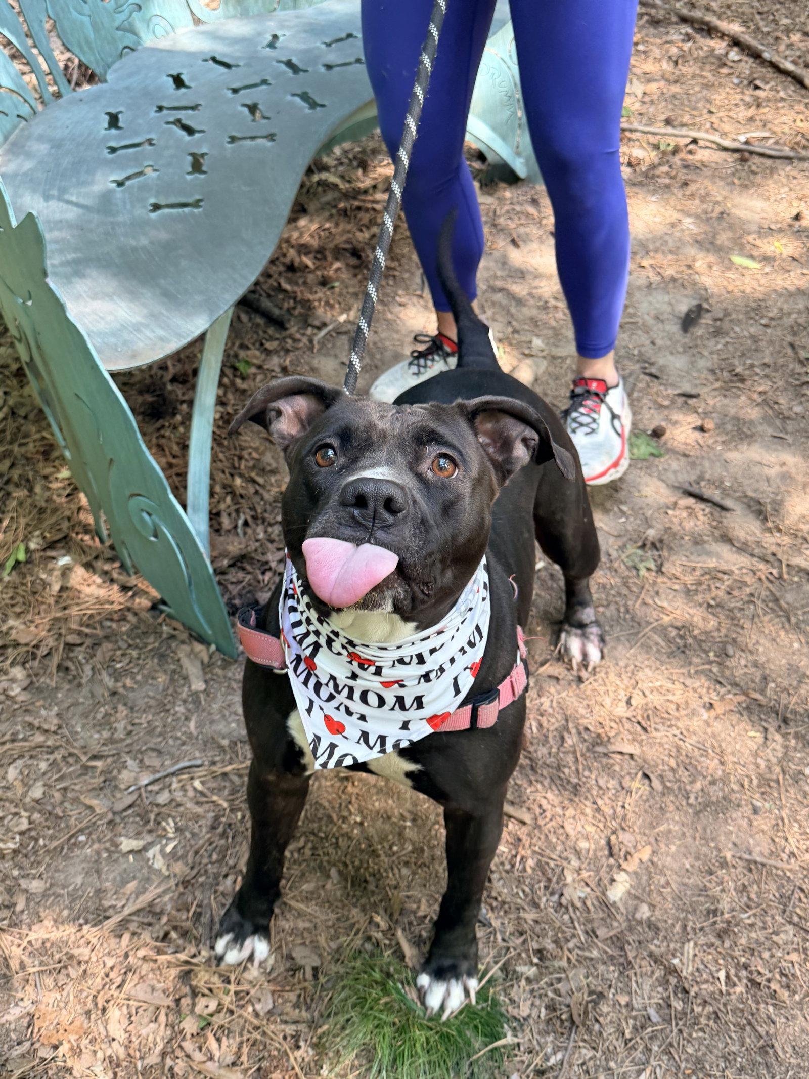 Enlarge Mama Smurf, a Adoptable Mixed Breed in Durham, NC image 1/3