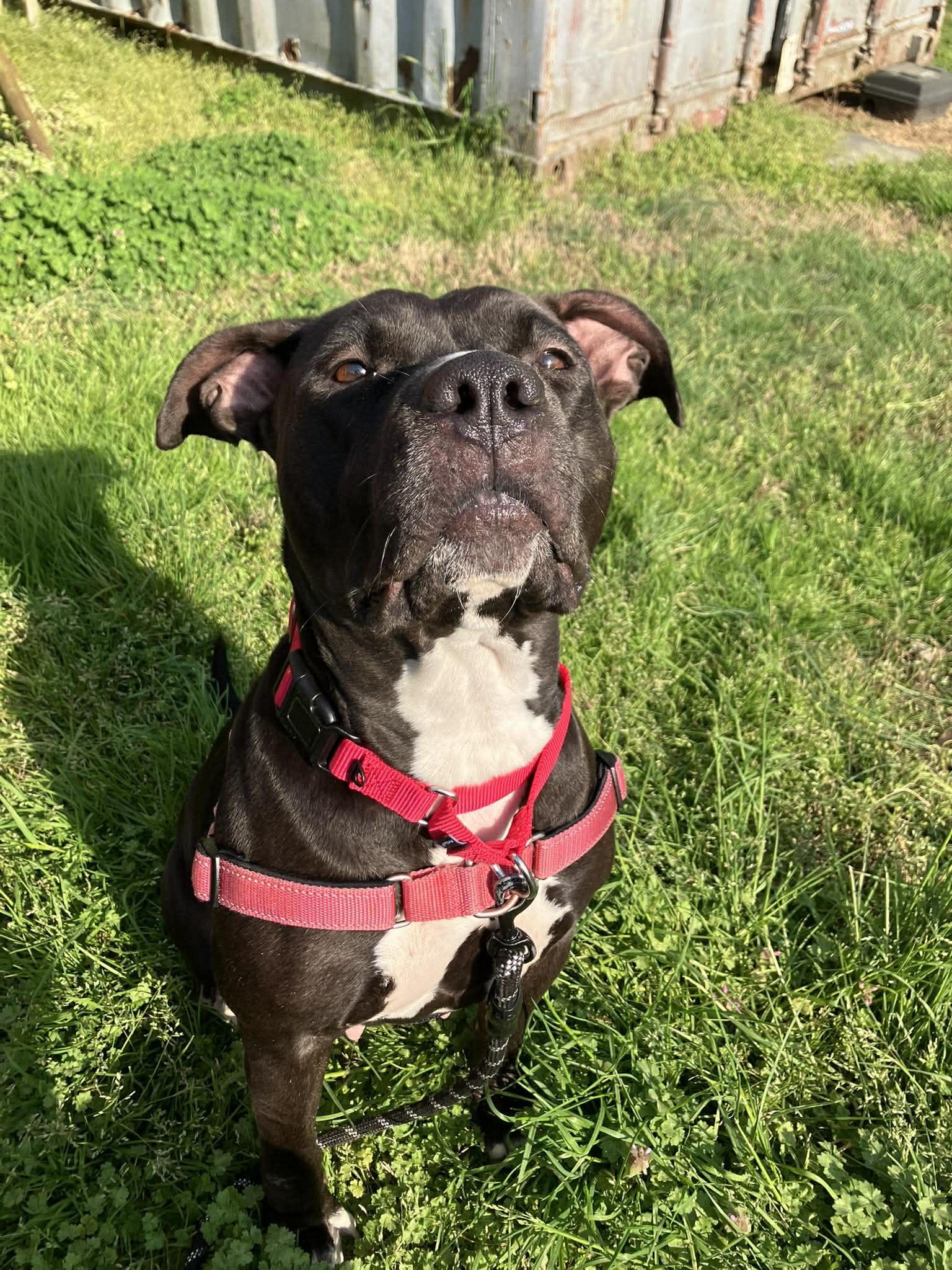 Enlarge Mama Smurf, a Adoptable Mixed Breed in Durham, NC image 2/3